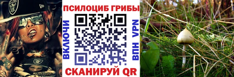 купить закладку Кохма Псилоцибиновые грибы Cubensis
