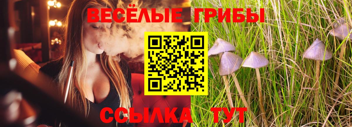 Псилоцибиновые грибы прущие грибы  Вход с VPN  Кохма  где продают наркотики  Псилоцибиновые грибы Cubensis 