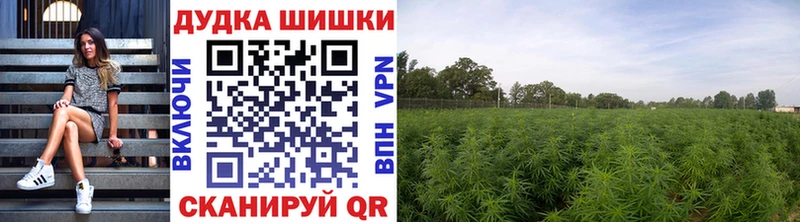 Каннабис SATIVA & INDICA  Кохма 
